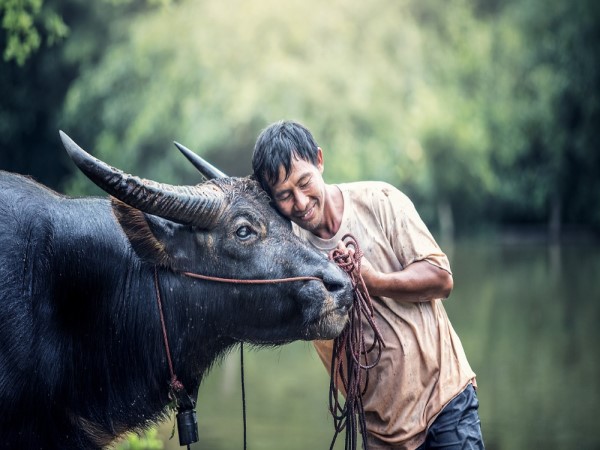 Mơ thấy con trâu dấu hiệu may mắn hay vận xui?