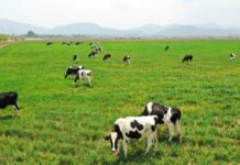 Bí ẩn giấc mơ thấy đàn bò điềm báo may mắn hay nhắc nhở?