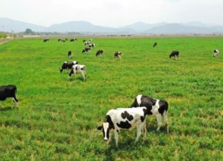 Bí ẩn giấc mơ thấy đàn bò điềm báo may mắn hay nhắc nhở?
