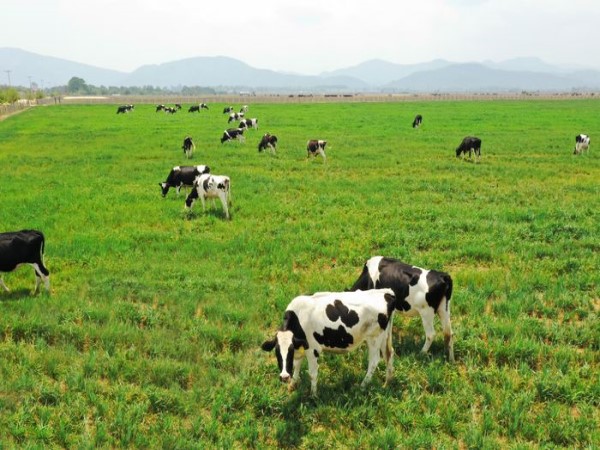 Bí ẩn giấc mơ thấy đàn bò điềm báo may mắn hay nhắc nhở?