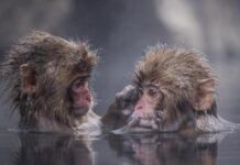 Gặp quý nhân với số đại cát tuổi Giáp Thân 29/11/2025 Gặp quý nhân với số đại cát tuổi Giáp Thân 29/11/2025