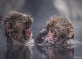 Gặp quý nhân với số đại cát tuổi Giáp Thân 29/11/2025